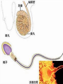 导致男性睾丸炎的是何原因呢?