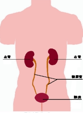 膀胱炎是如何造成的?