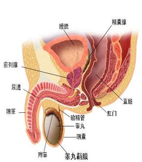 细谈男性患上前列腺炎有哪些症状?