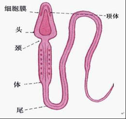 喀什医生教您如何远离精子畸形