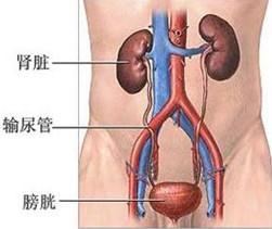 膀胱炎会给男性的健康造成哪些危害?
