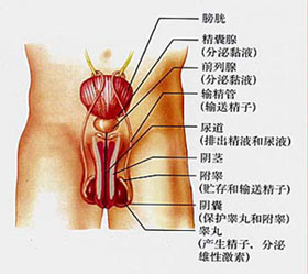 男性精子和小便黄色是什么原因引起的?