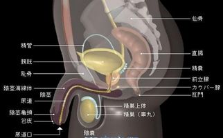 尿道炎对男性的生活造成哪些影响