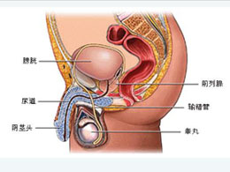 男性膀胱炎常见哪些表现