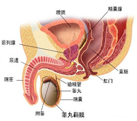 阴茎弯曲的危害有什么?
